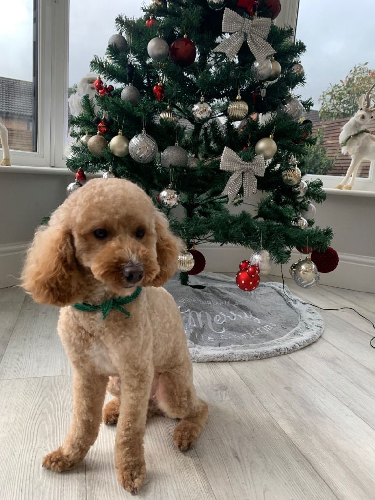 Our Dog Daisy for sale 