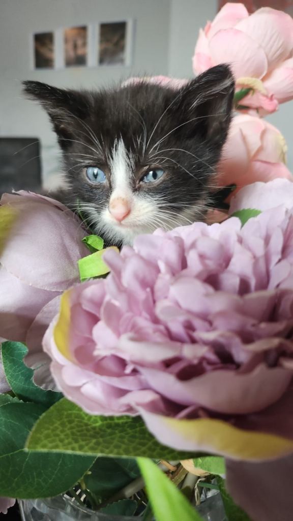 Kittens for sale Three girls 1 boy 