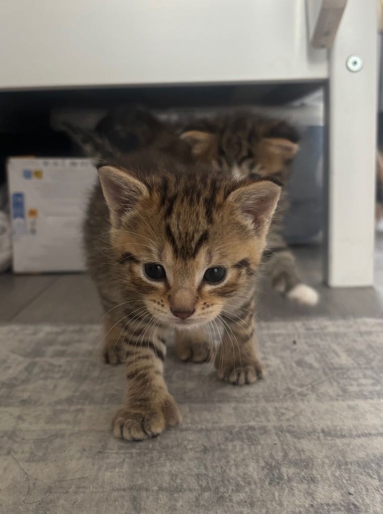 Tabby and ginger cat for sale 