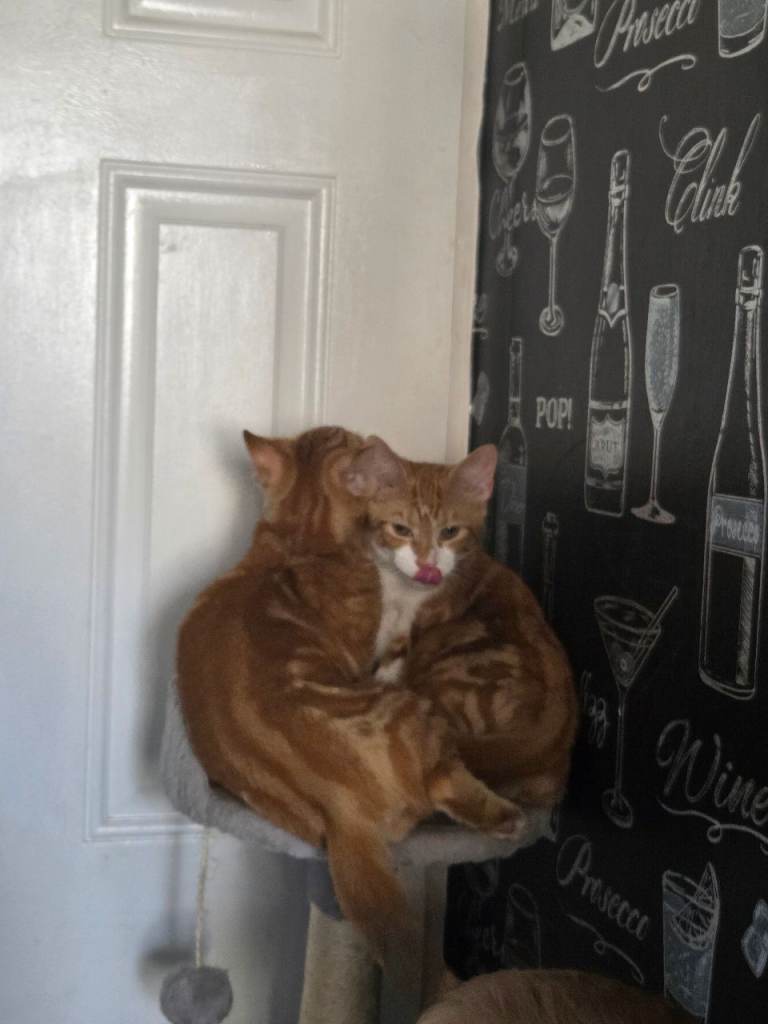 2 male kittens brothers