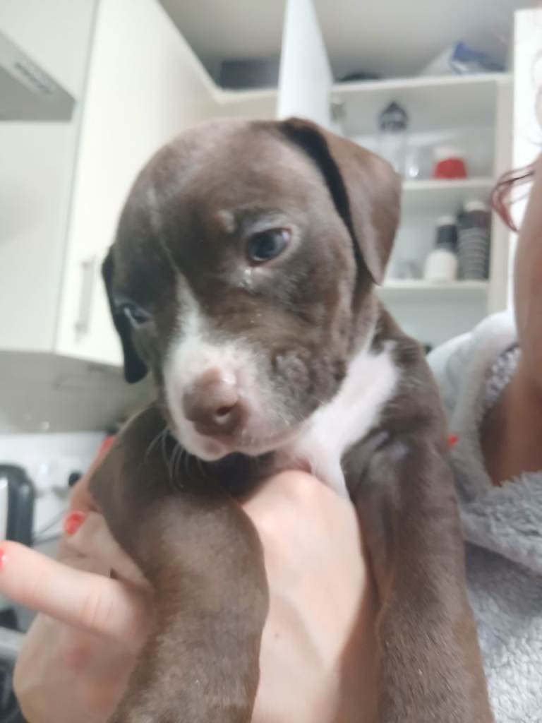 Springer staff x staffy cross