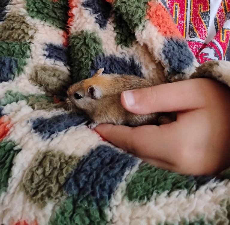 Gerbils 