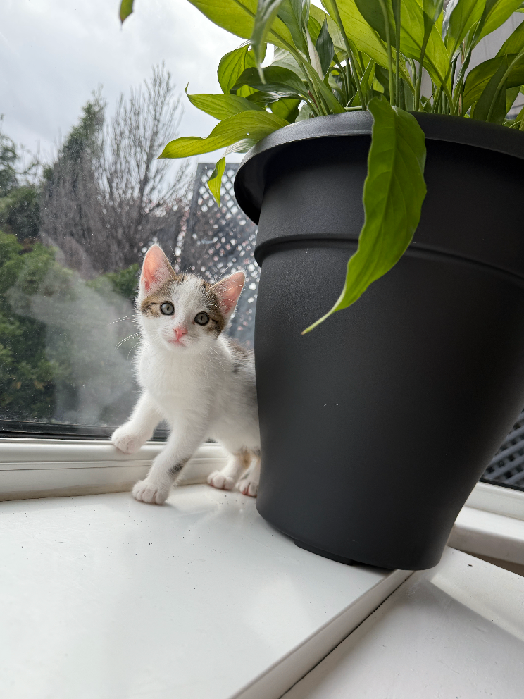 3 KITTENS FOR SALE Ready to leave from Monday 14th September