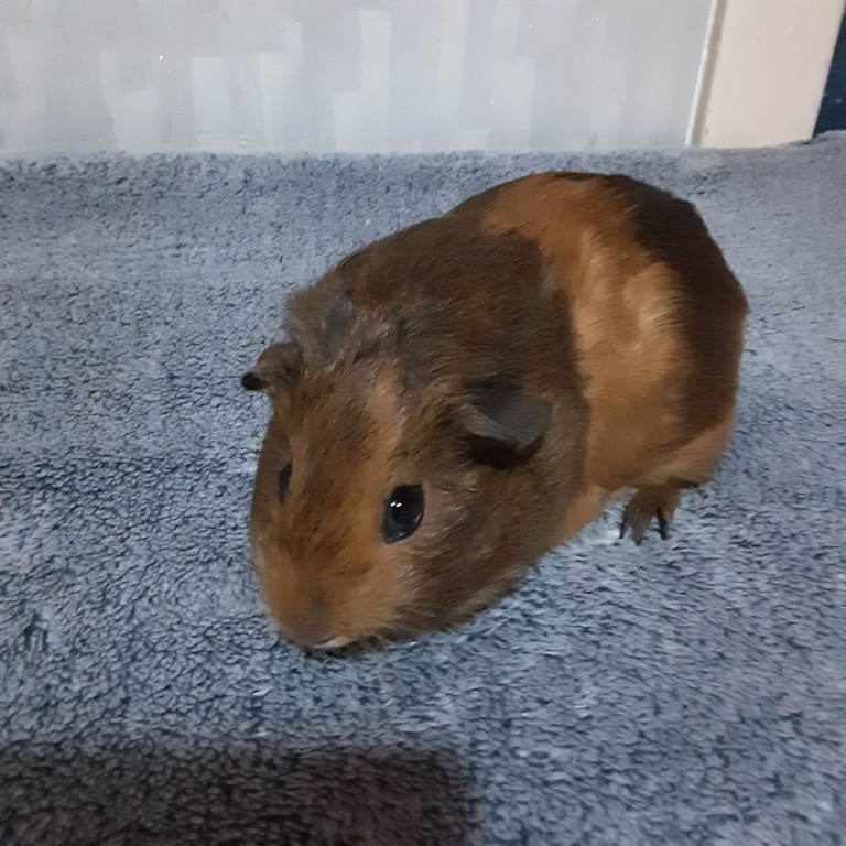 Two guinea pigs  female