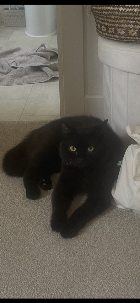 Gorgeous black male 12 month 