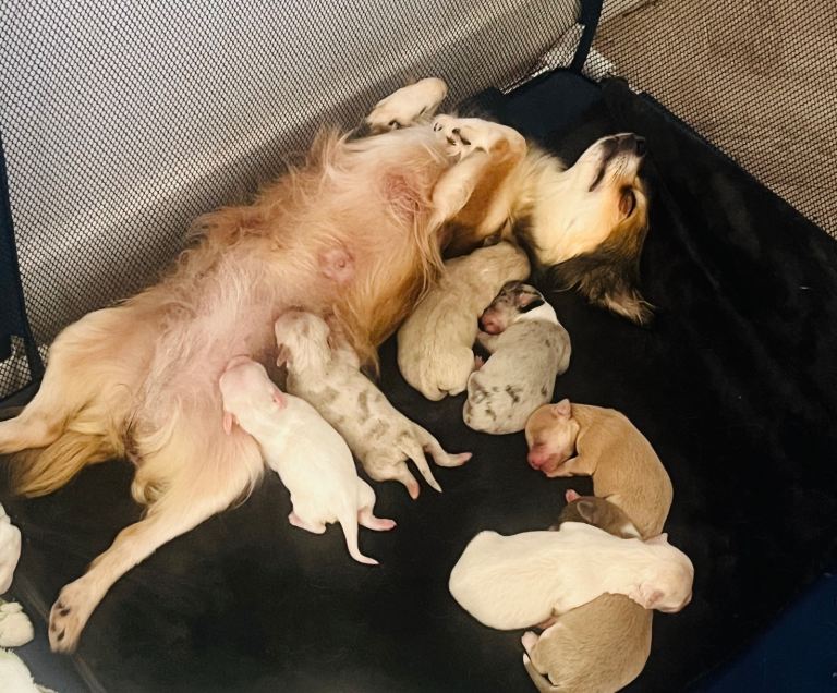 Pomchi puppies 