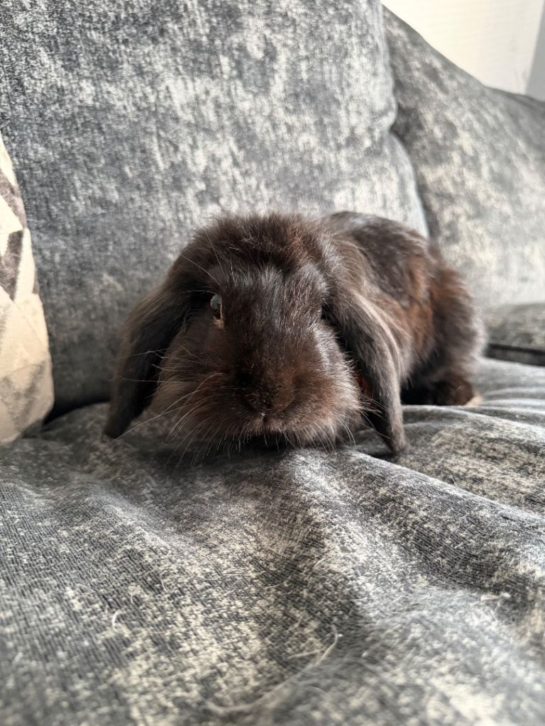 Adult Male mini lion lop 