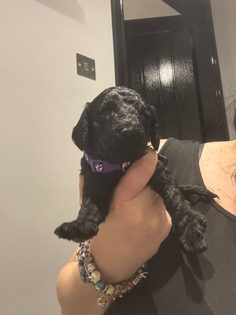 10 F1b cockapoos for sale 2 females left!