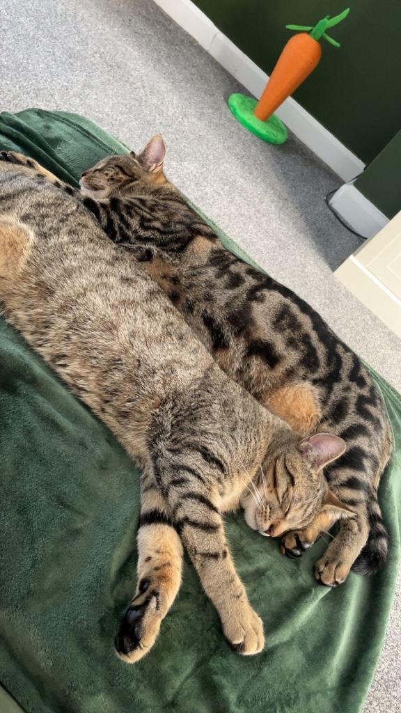 Two male neutered brother cats