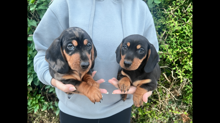 Miniature smooth coat dachshund puppies
