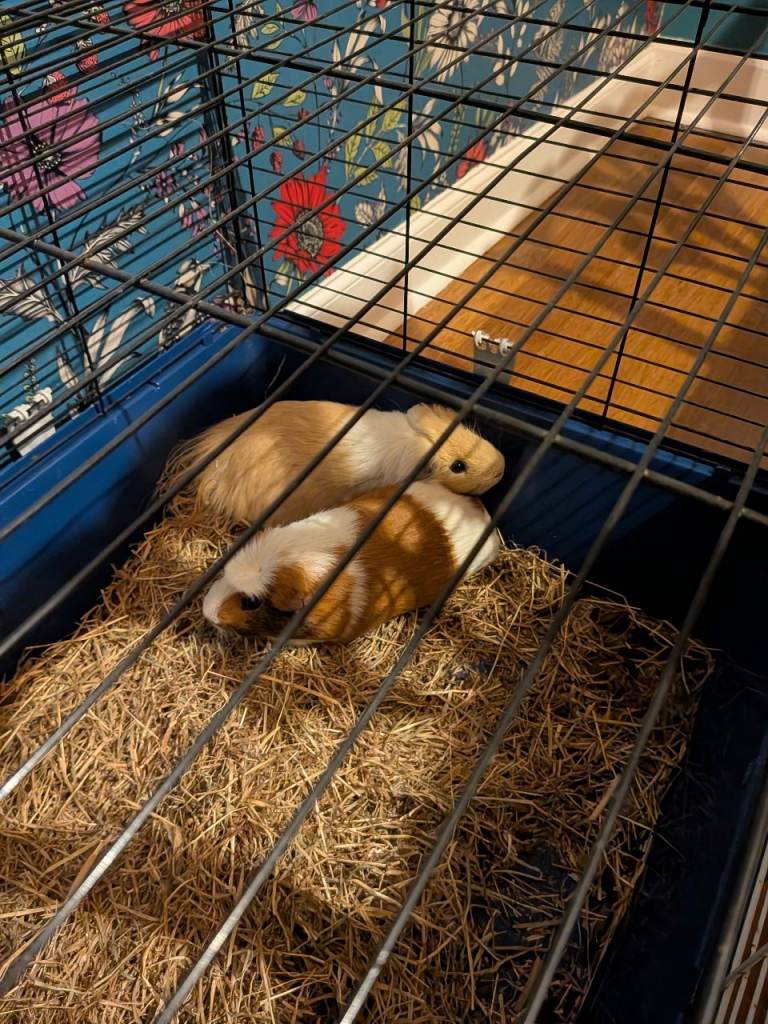 2 male Guinea pigs