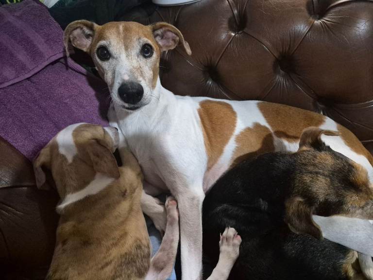 Lurcher puppy boy