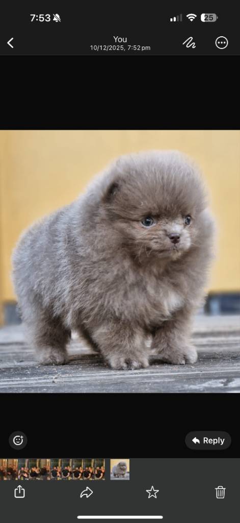 Lilac/brown Pomeranian puppy for sale 