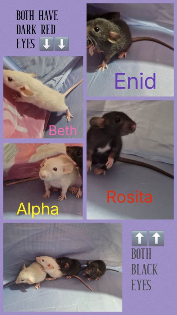 Baby Dumbo Rats 🐀 Ready when 8 weeks old 