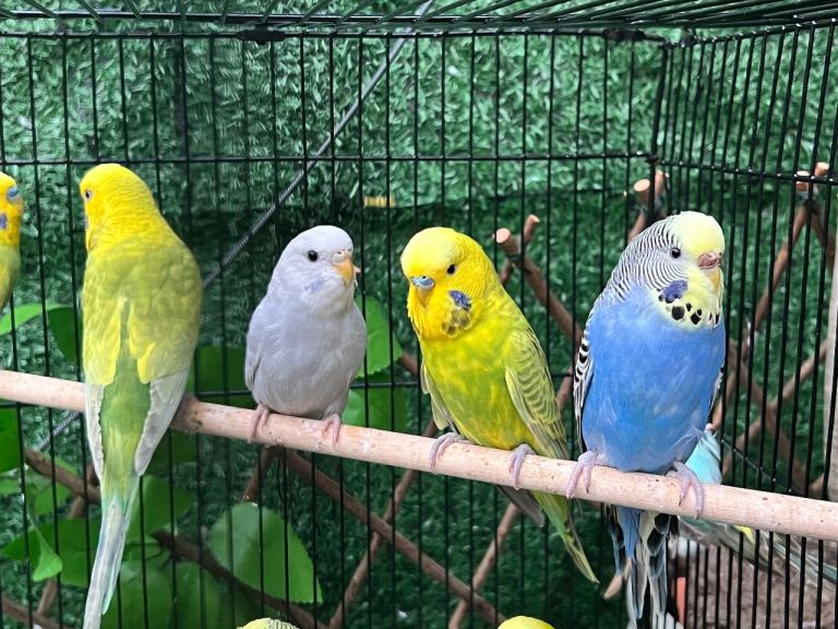 Aviary breed Budgies young & very healthy 