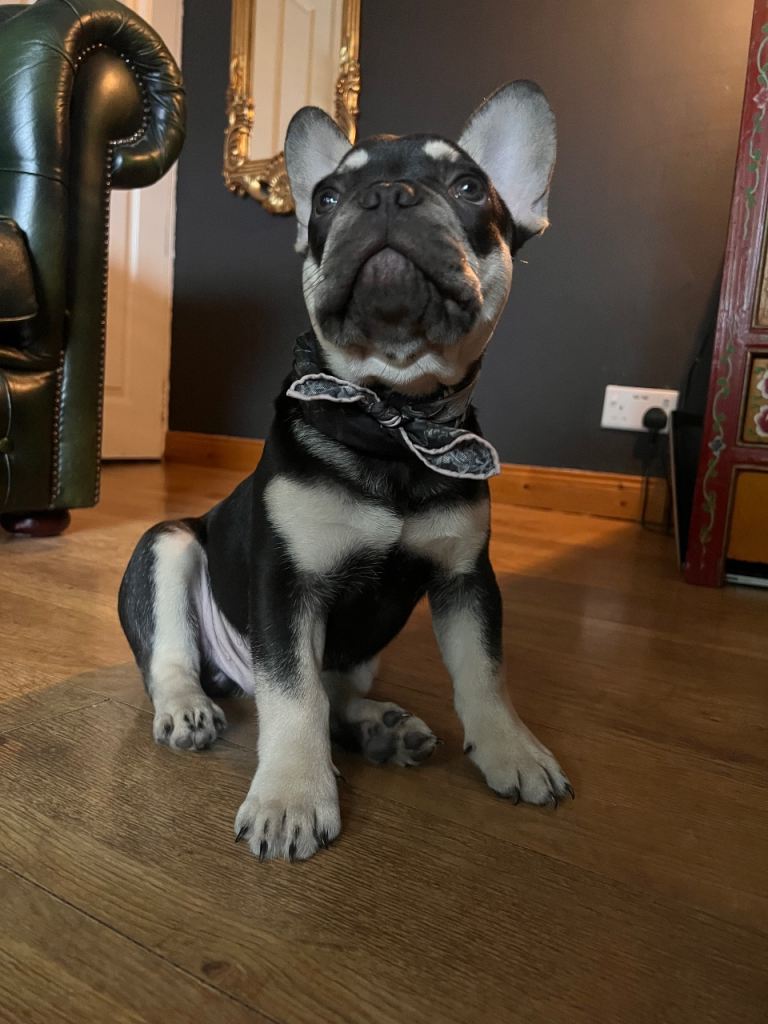 French Bulldog male 5 months old