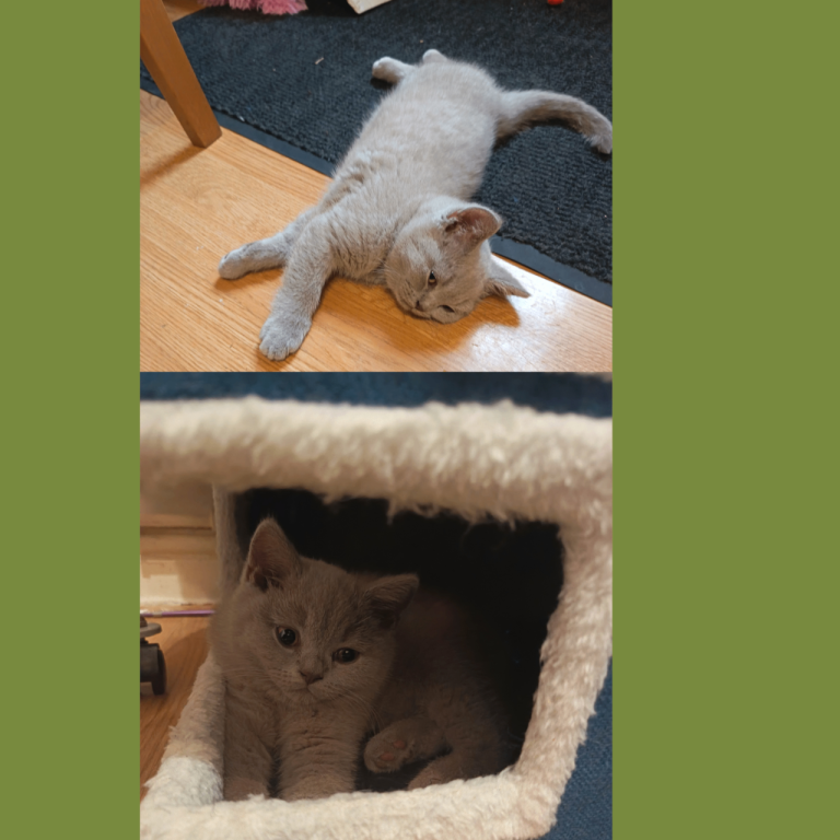   British Shorthair Kittens –Available now