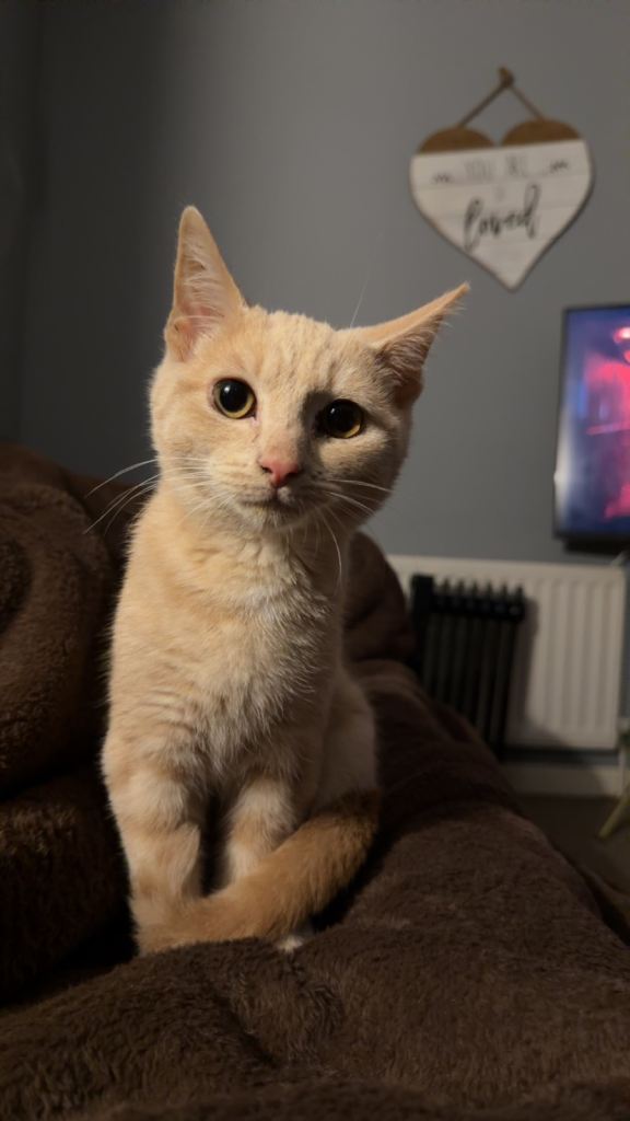 Ginger tabby kitten 