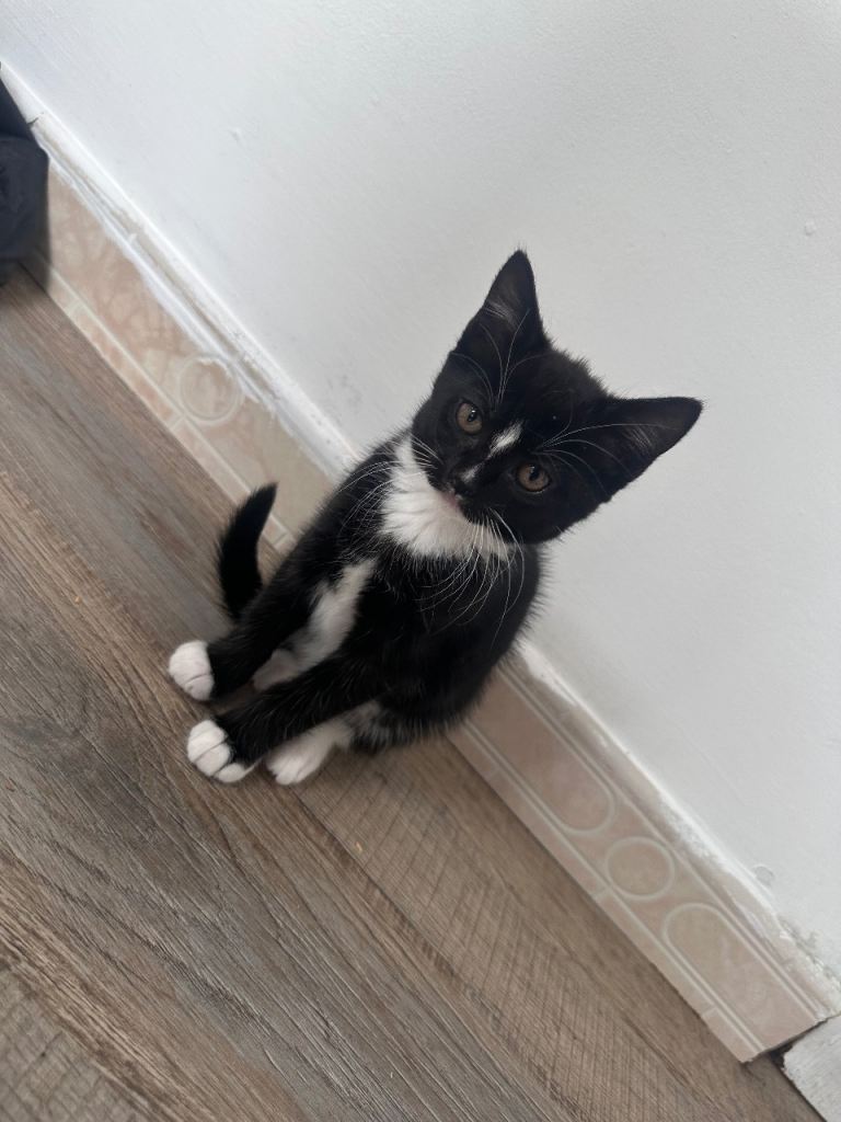Kitten