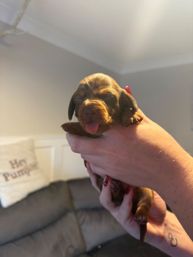 Miniature Dachshund puppies for sale 