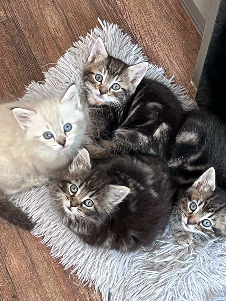 ALL SOLD Gorgeous kittens 