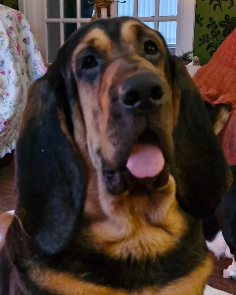 Bloodhound