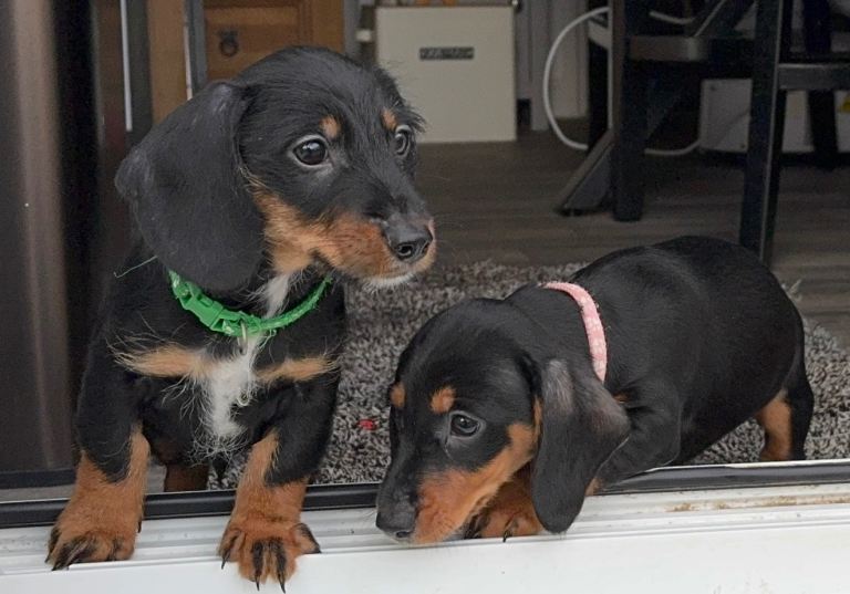 Dachshund puppies, wire-haired and smooth 