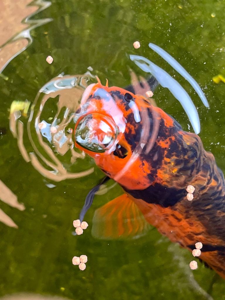 Japanese koi