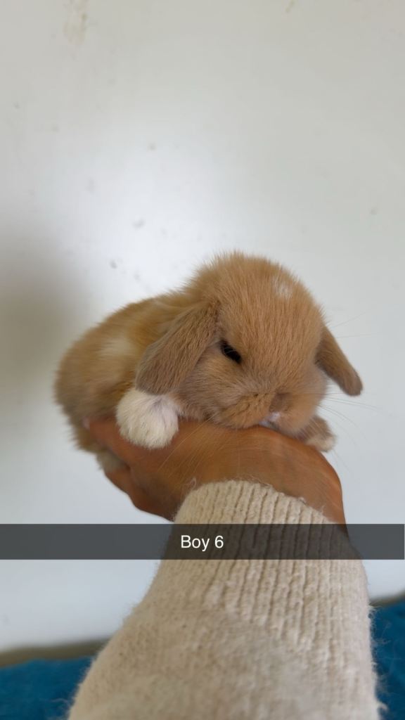 Pure mini lop rabbits for reserve 