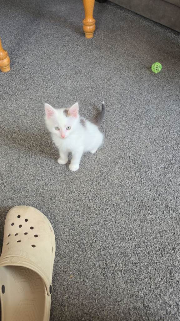 Kittens 