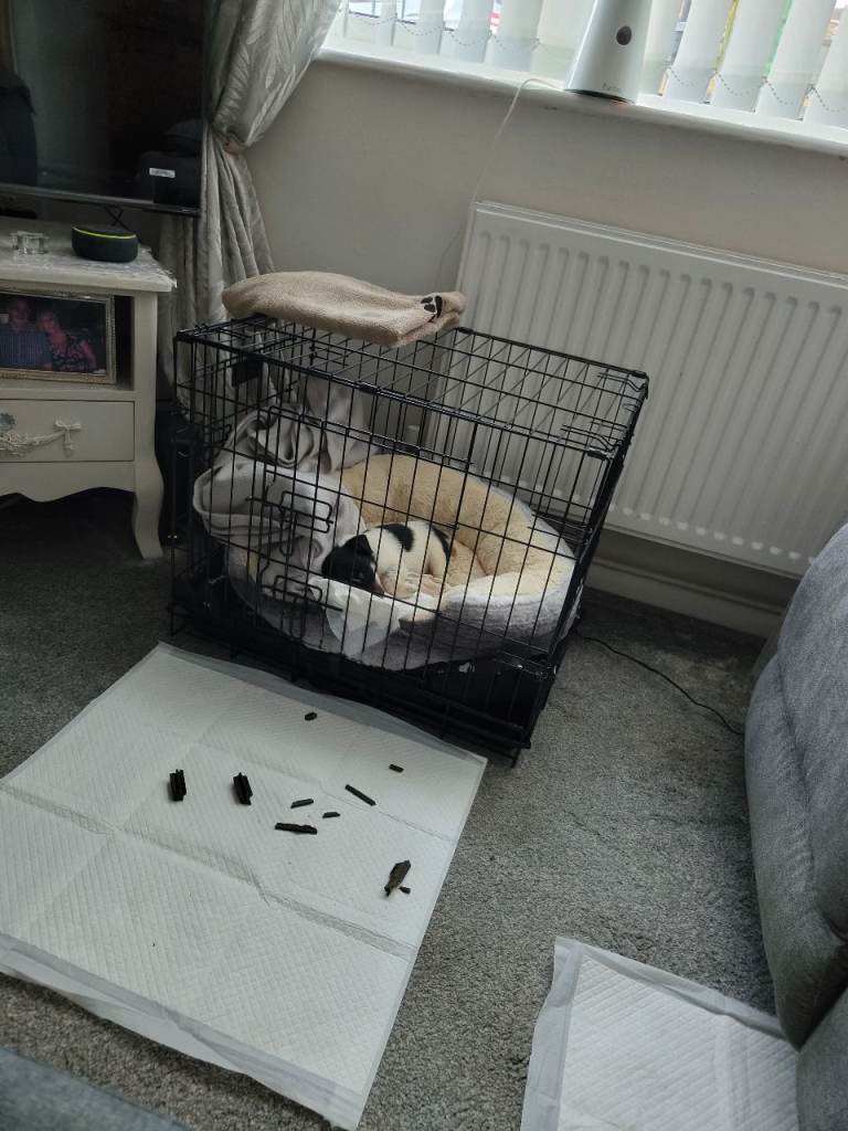 Dog crate 