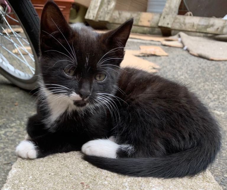 Kitten for sale 