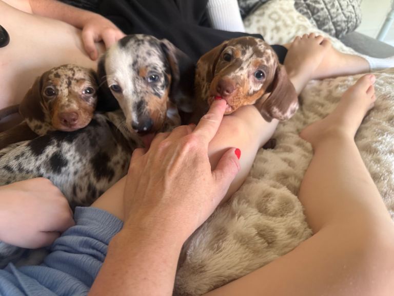 Mini sausage dog puppies 