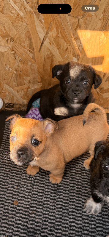 Yorkshire terrier cross border terrier puppies for sale
