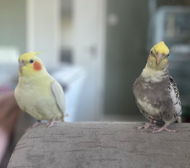 Cockatiels