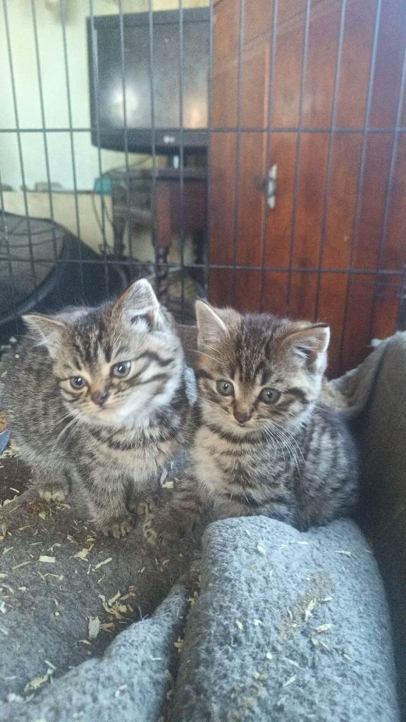 3 Tabby kittens 9weeks old