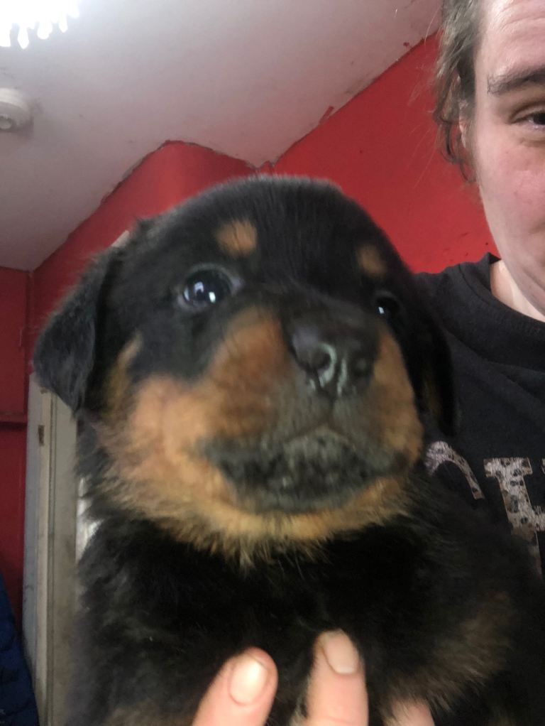 Rottweiler puppies. 
