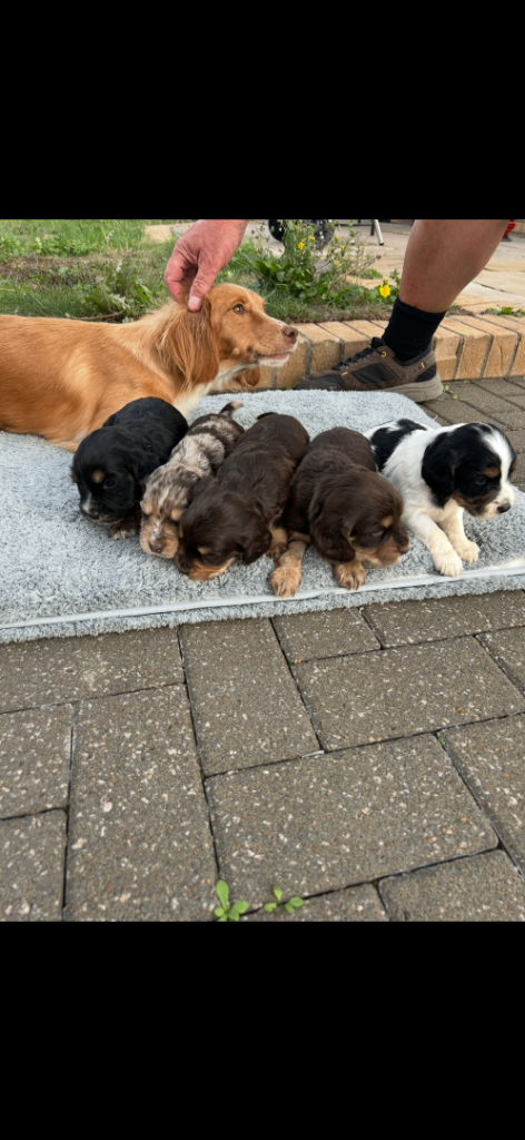 Cocker spaniel puppies 