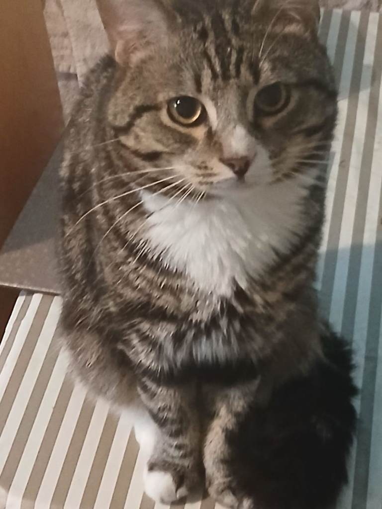 Cat 