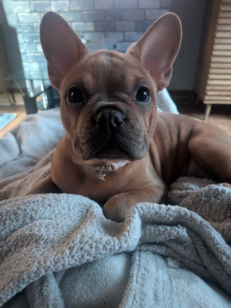 French bulldog puppy