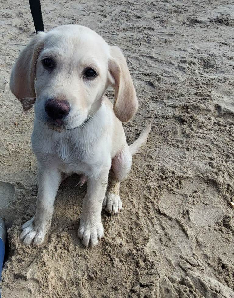 12 week old goldador