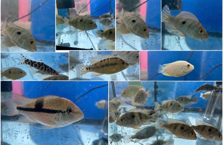 Fish (Geos, Corys, Acara, loaches, goldfish)