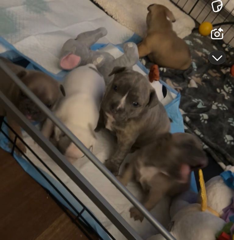 Staffordshire bull terrier pup Tyson