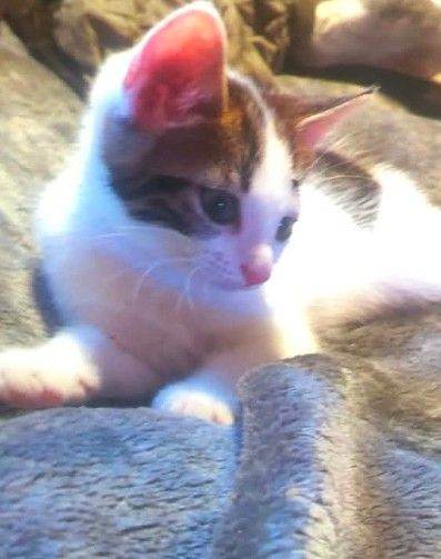 Adorable White and Brown Tabby Kitten