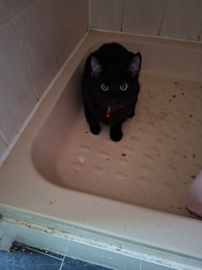 black and white cat and pure black cat 