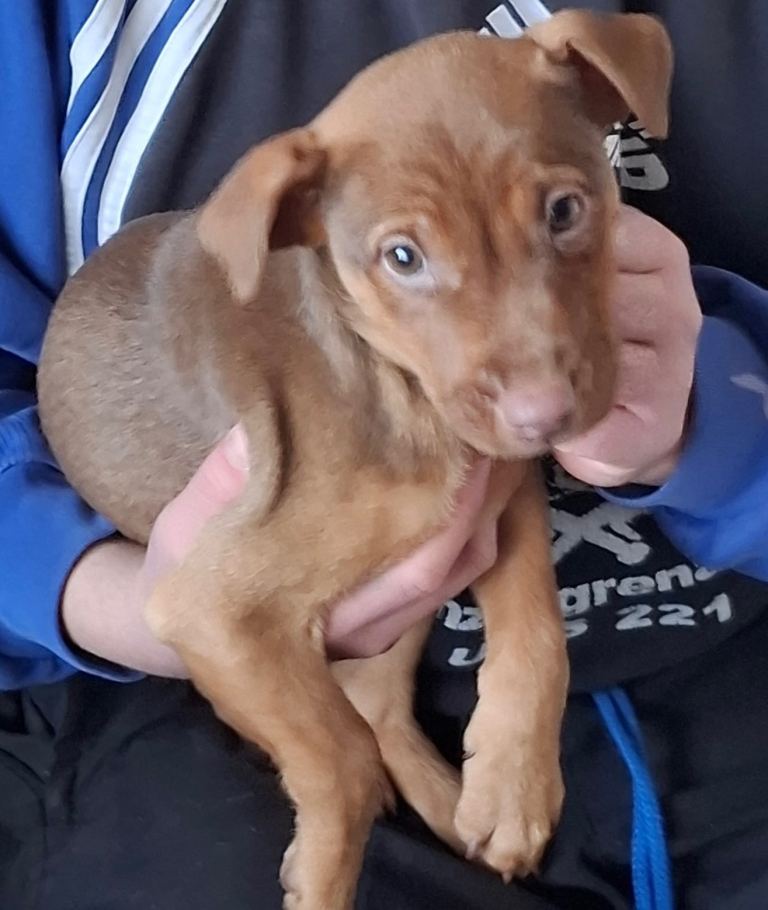 CHOCOLATE TERRIERS AVAILABLE – NOW TAKING RESERVATIONS