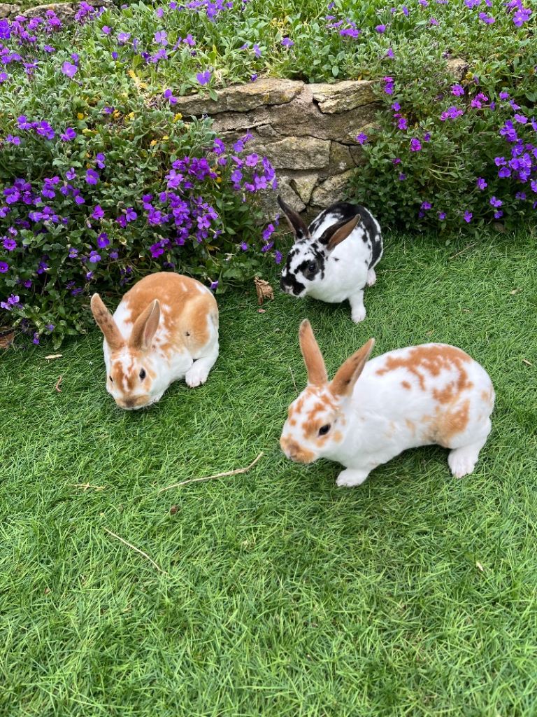 7 bunny’s ready for their new homes