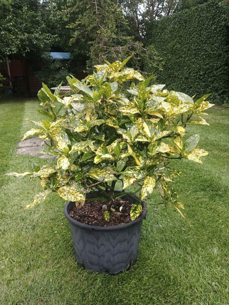 Japanese Laurel Evergreen