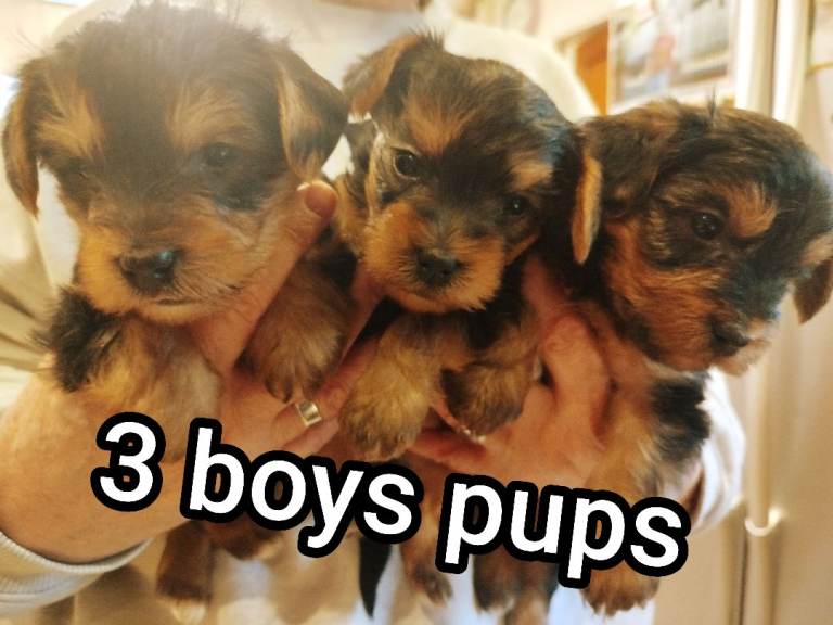 MINIATURE YORKSHIRE TERRIER PUPS