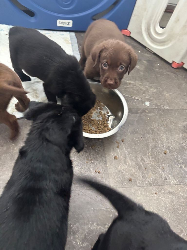 Labrador puppies 
